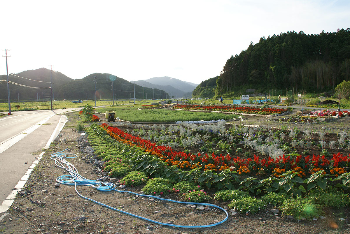津波の跡にできた広大な花畑