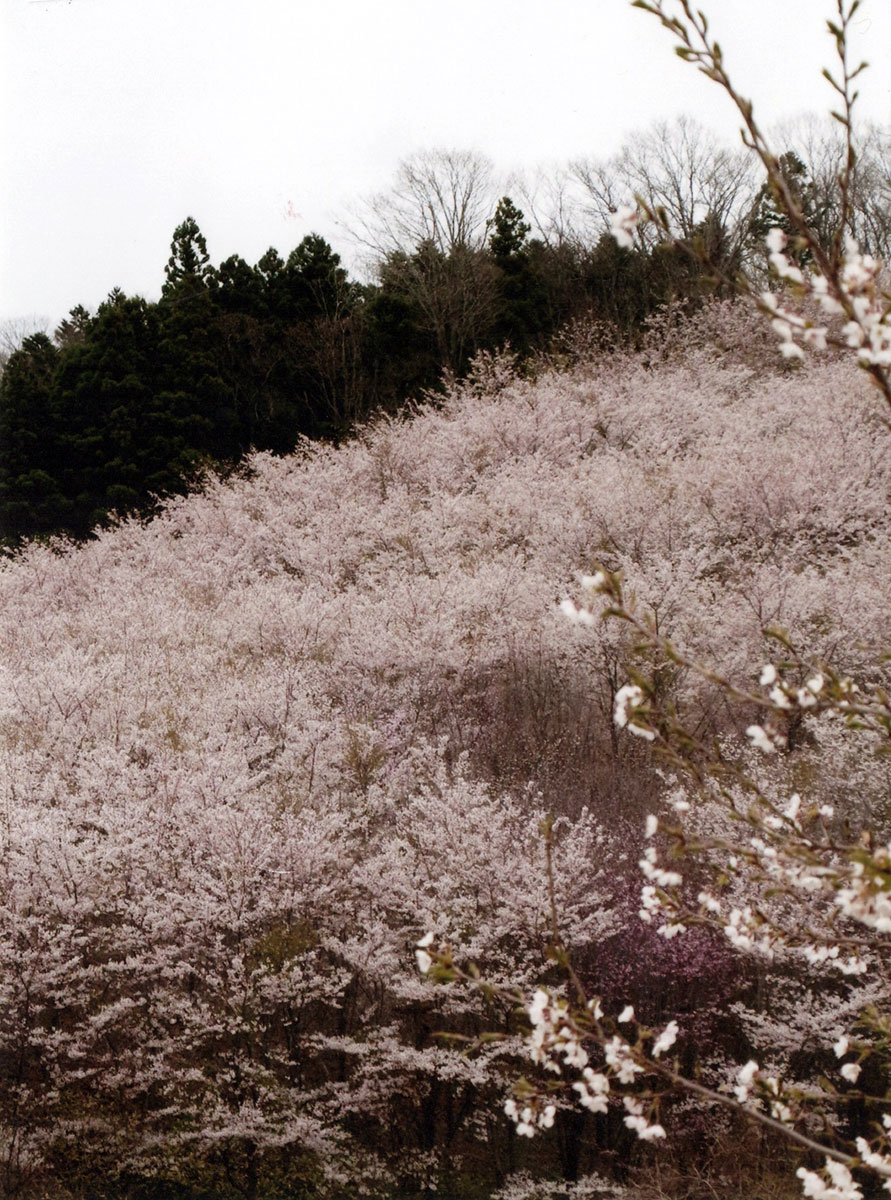 三千本の桜山